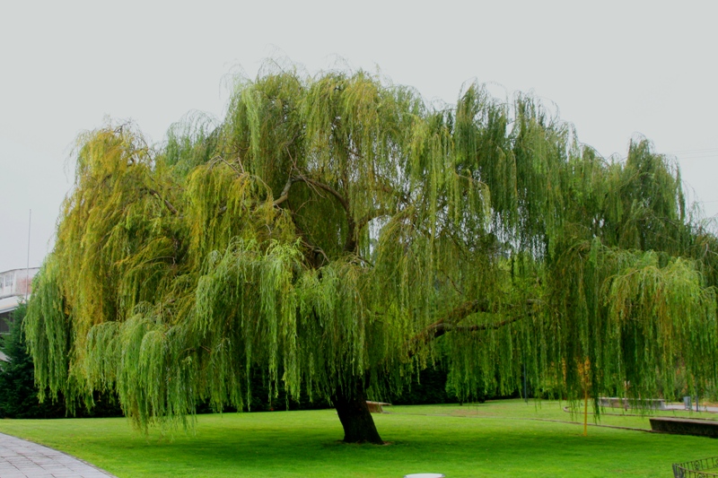 árboles  árboles