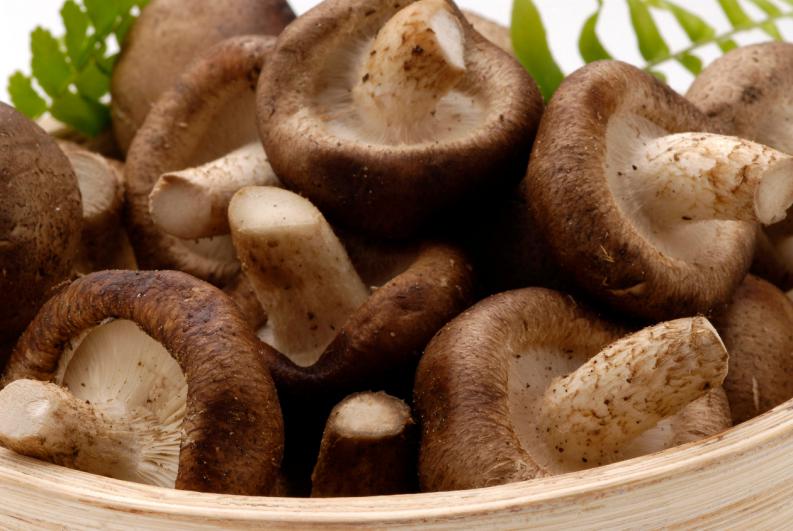Hongo Shiitake
