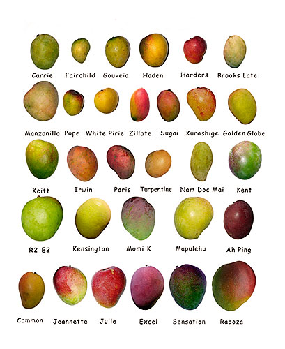 mango