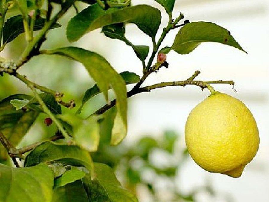 árboles frutales árboles frutales