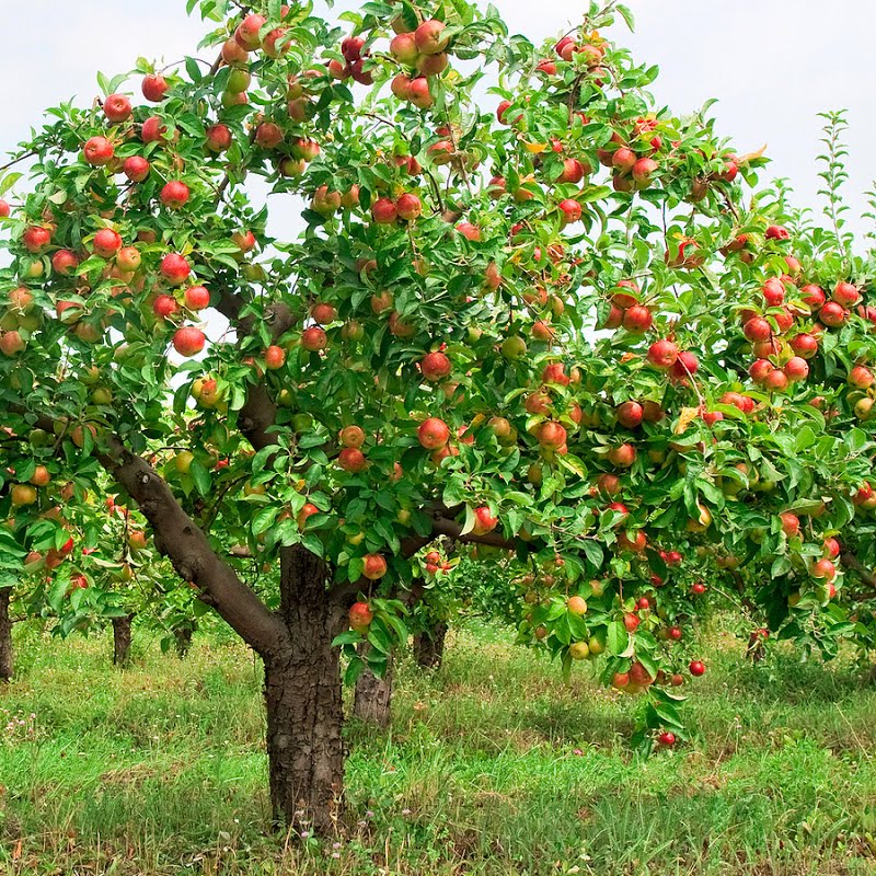 árboles frutales árboles frutales