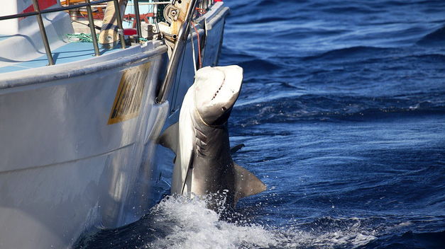 Tiburón blanco 