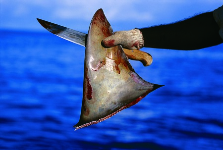 Tiburón blanco 