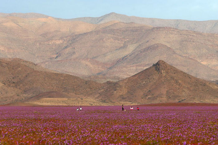 Flor del Desierto Flor del Desierto