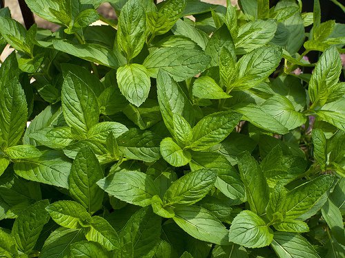 plantas anitmosquitos plantas anitmosquitos