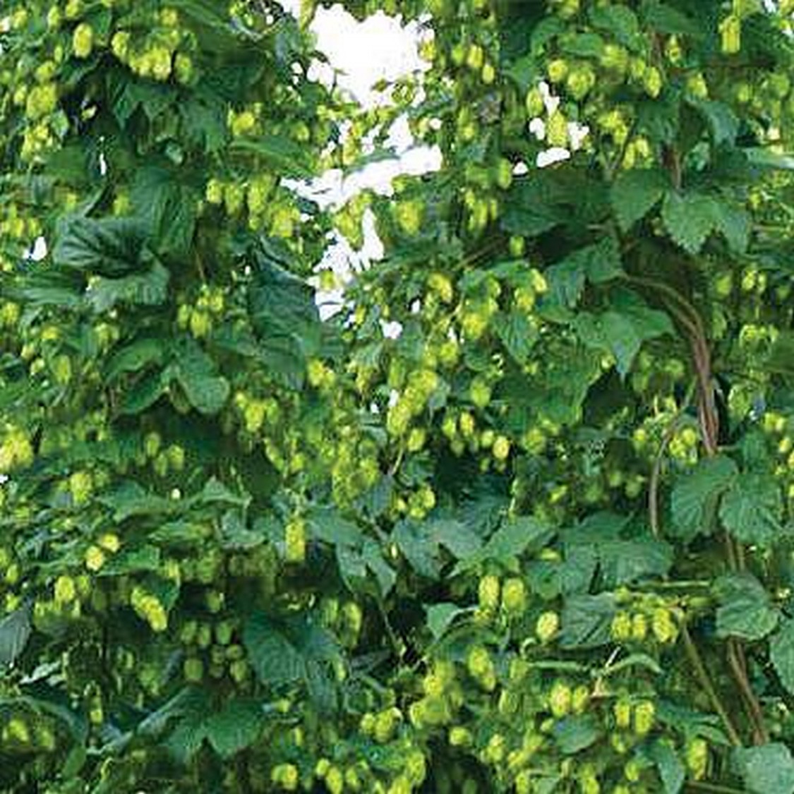 El Lupulus (Humulus Lupulus) una planta fascinante