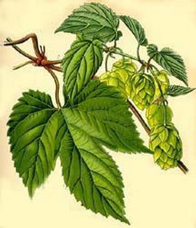 Lupulus (Humulus Lupulus) Lupulus (Humulus Lupulus)