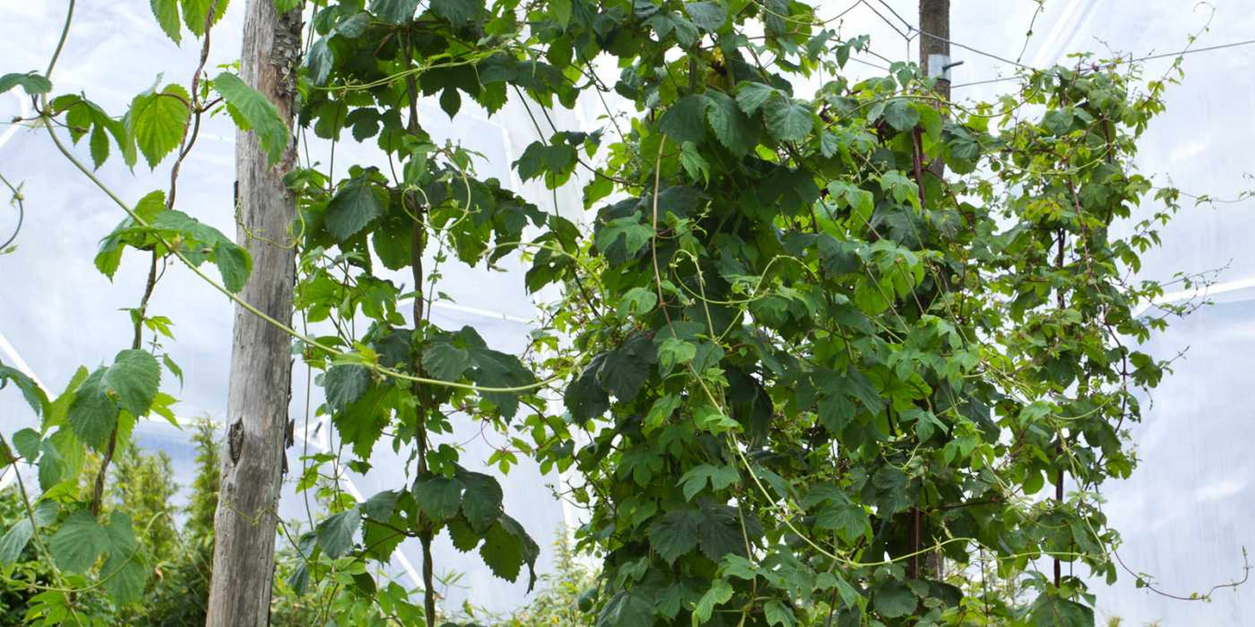 Lupulus (Humulus Lupulus) Lupulus (Humulus Lupulus)
